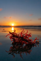 Scarlet Seaweed